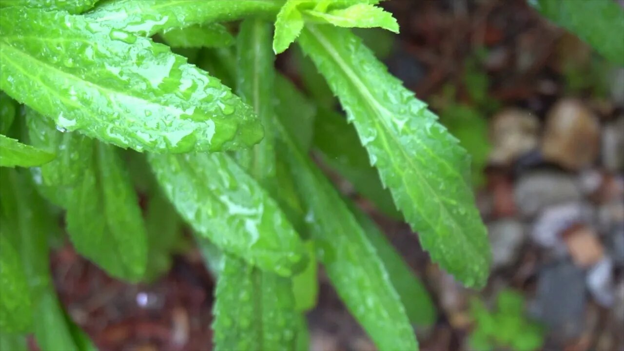 Rain| Relaxation Music| Meditation| Healing Music