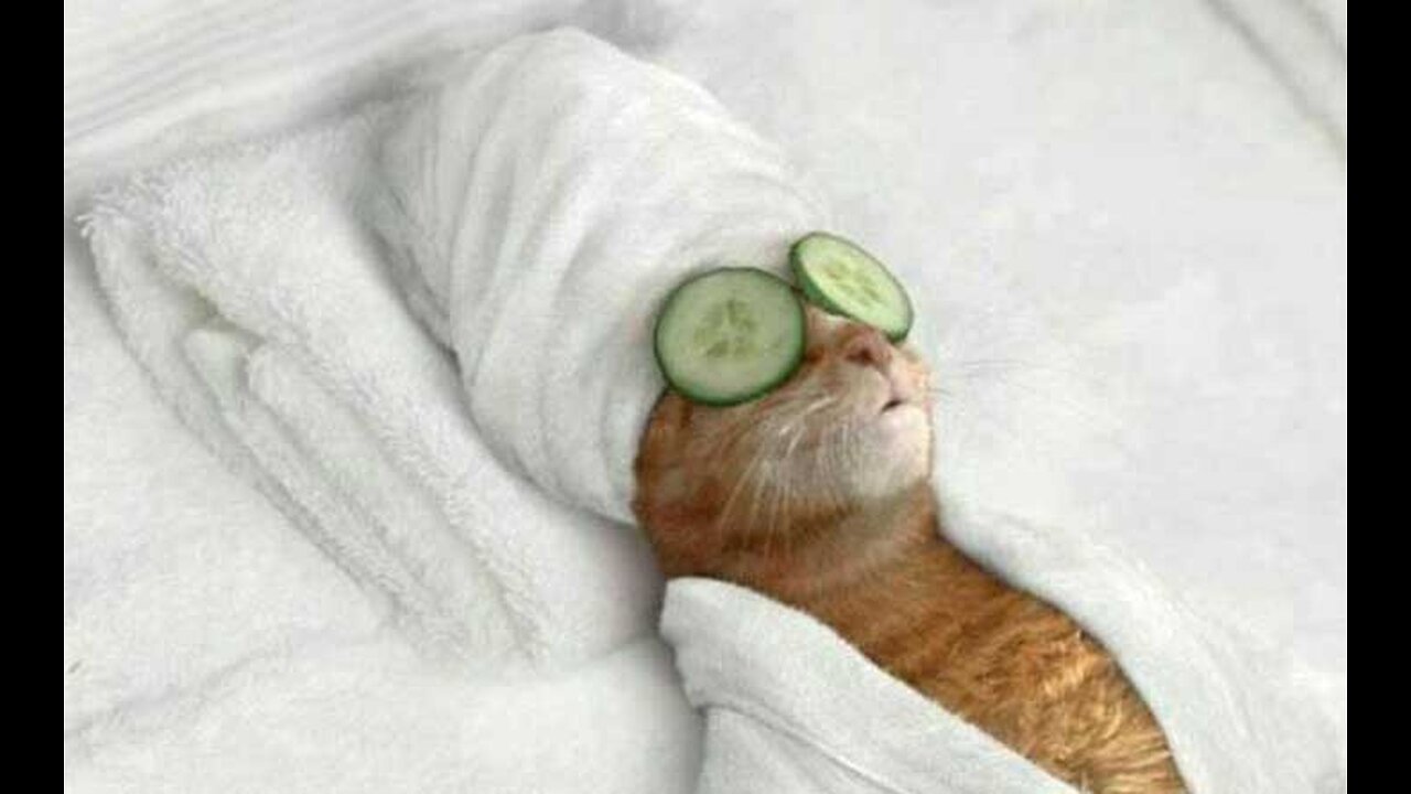 "CAT'S SPA TIME" Give your tired CAT a relaxing spa like this!.🪻