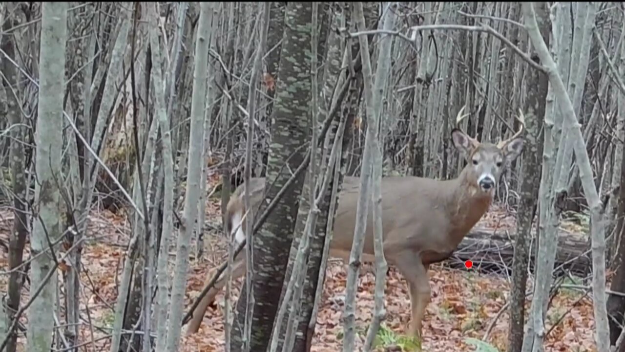 2022 Pa Buck Deer With Excalibur Crossbow Micro 335