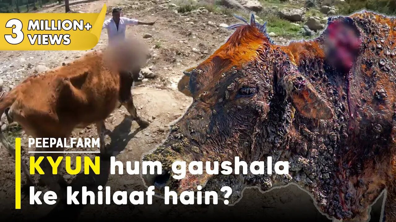 Ek gaushala ka vridh ashram se kya lena dena? | Cow rescue in India | stray cows