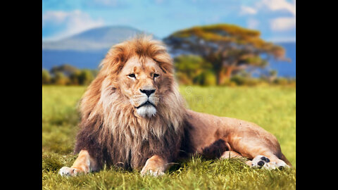 Wild Animals Collection in 4k,Wild Animal 4k Video