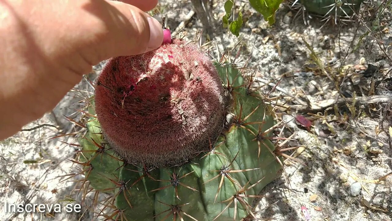 Melocactus Zehntneri, coroa de frade ou cabeça de frade