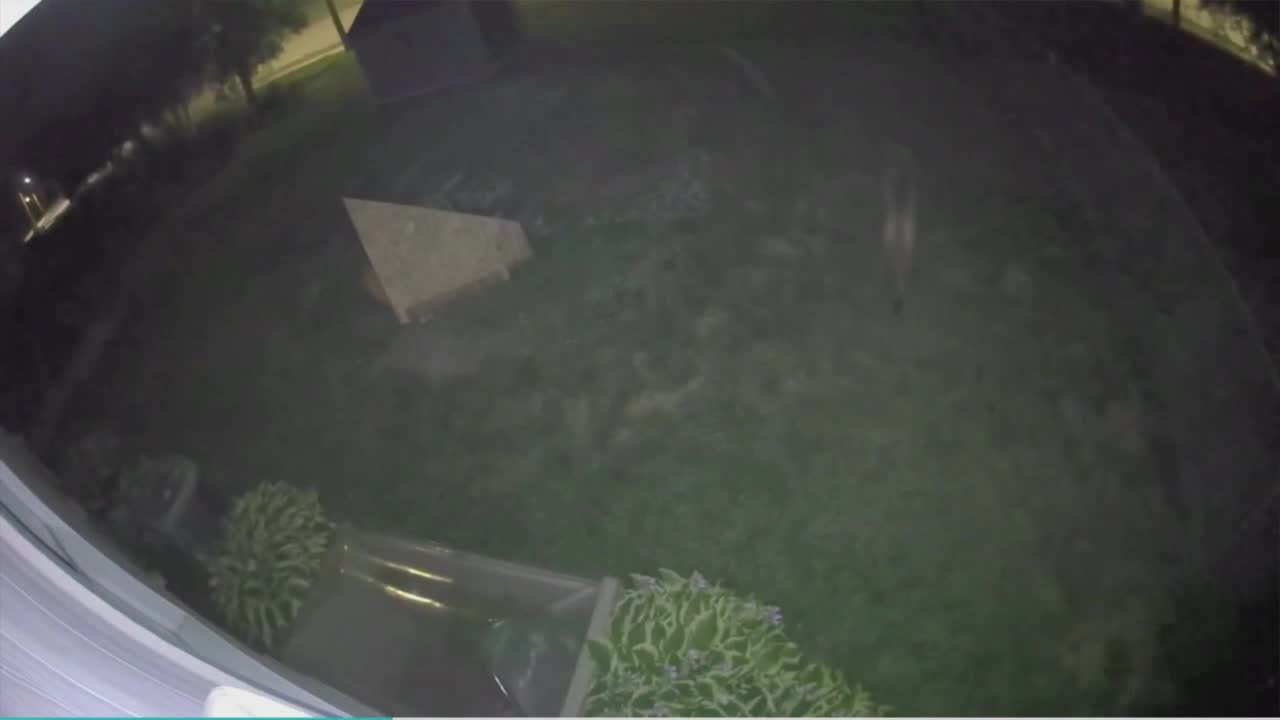 Mountain Lion strolls through Lincoln yard