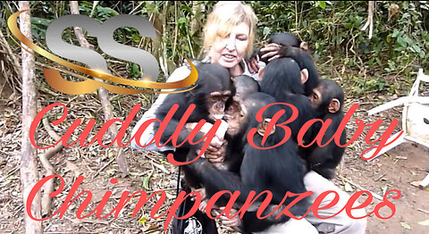 Baby Chimpanzees - Cutest Compilation