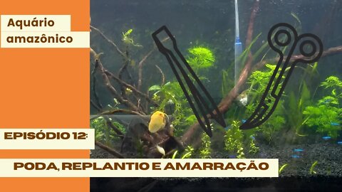 🔴 Poda, Replantio e Amarração das Plantas no Aquário