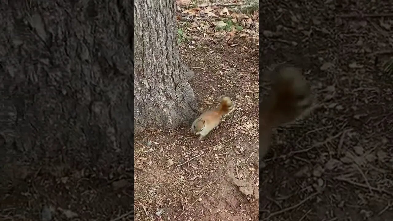 Up close with a squirrel 🐿