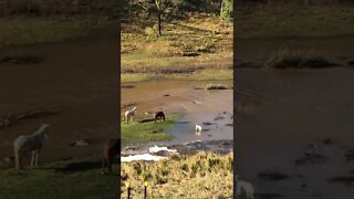 Dog with horses in flood waters