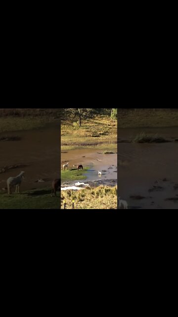 Dog with horses in flood waters