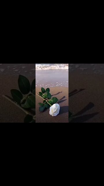 Love roses.! Beach
