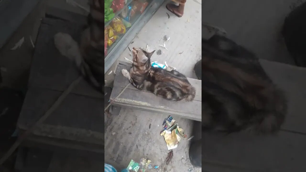 খুব সুন্দর একটা ভিরাল #shorts #cat