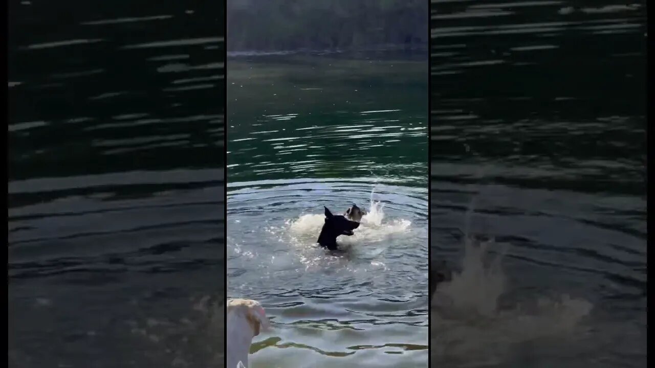 Lena tries to drown Libby… #dogs