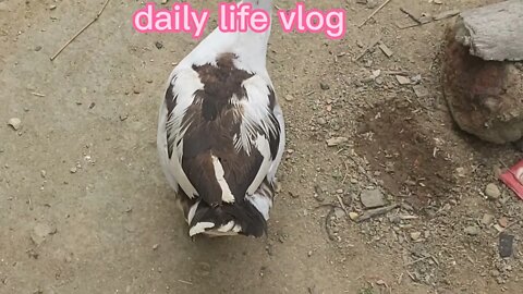 geese are afraid of humans because they are around the house