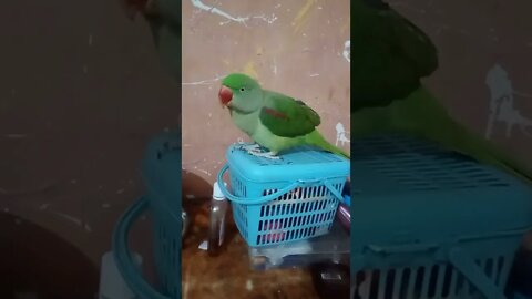 Lovely Parrot