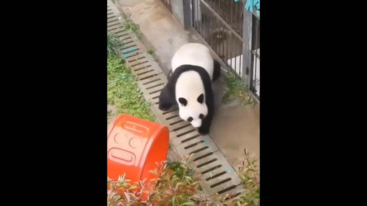 Agent of Chaos..🐼😅 #shorts #panda #Tiktok