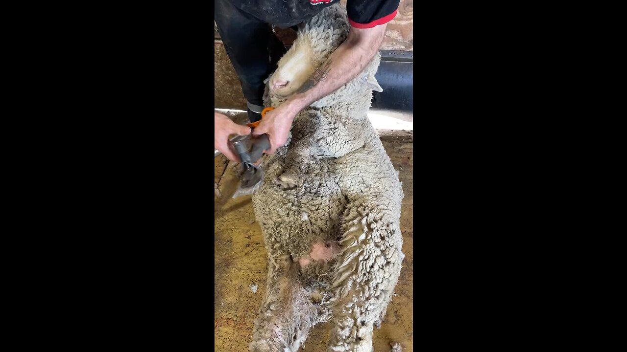 Sheep has a dog Bite 😅