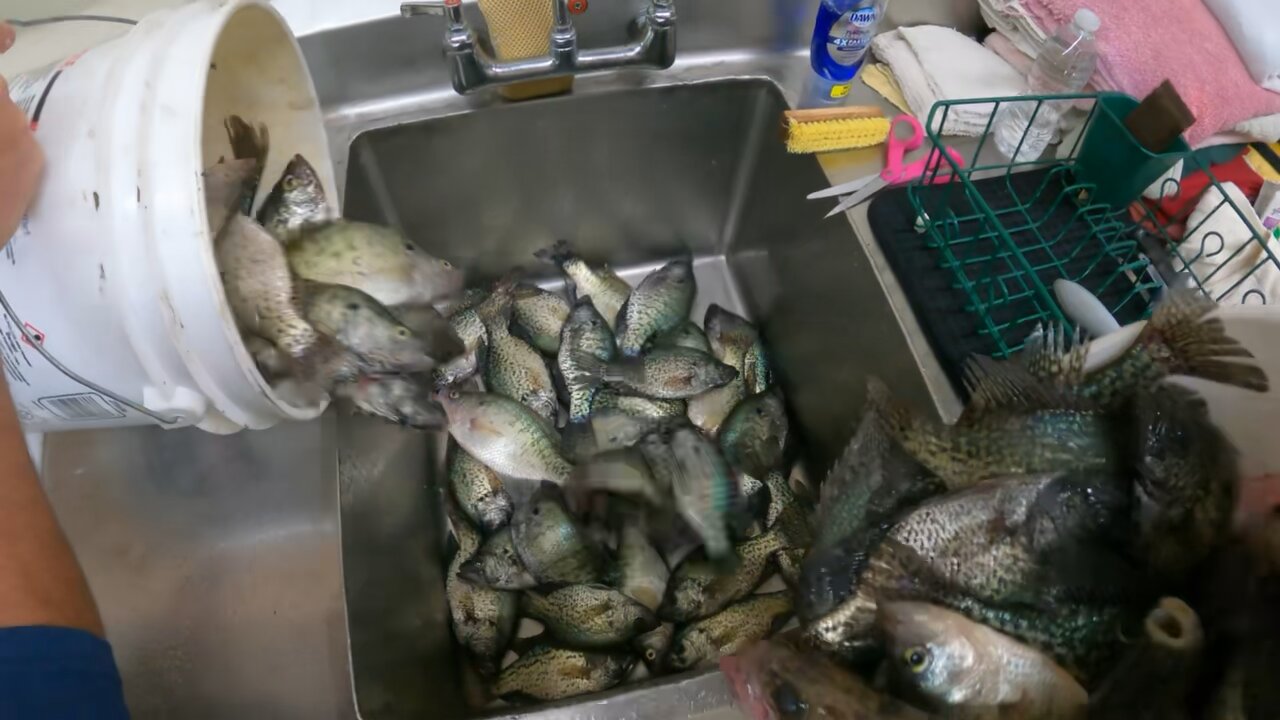 Crappies are biting! Fishing success!