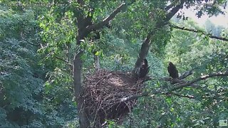 Hays Bald Eagles H17 Flies up to the Vertical Branch 022 06 01 18:08