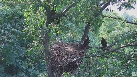 Hays Bald Eagles H17 Flies up to the Vertical Branch 022 06 01 18:08