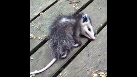 During danger, the possum pretends to be dead