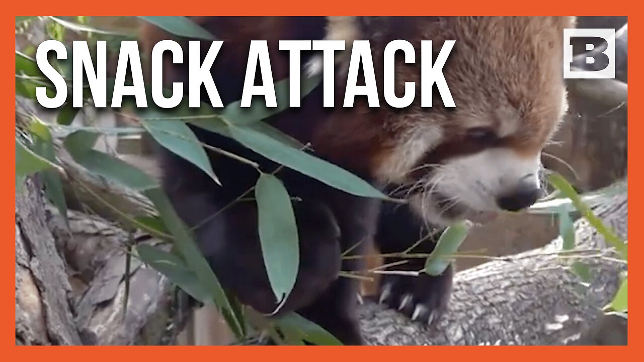 Pawsitively Adorable: Red Pandas Nibble on Snacks at at Milwaukee County Zoo