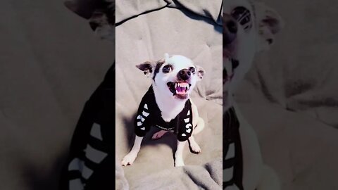 Scared puppies and kittens!!!!