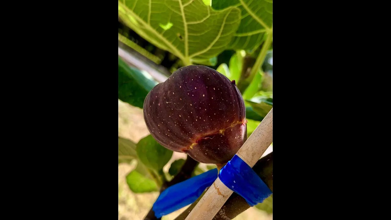 Troy Found a CRAZY LOOKING FIG Growing Inside another FIG! 😋 #shorts #viral #tiktok