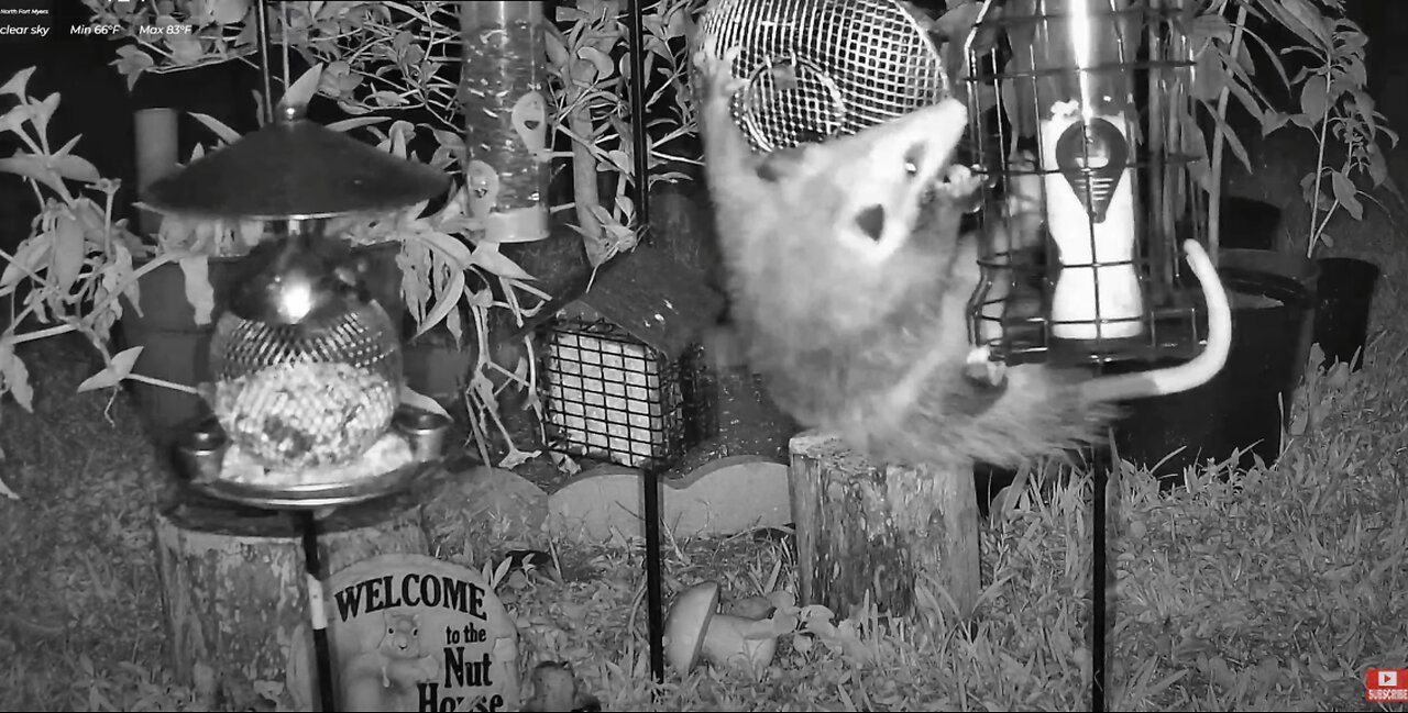 Florida Bird Feeder SWFL Live Camera HD