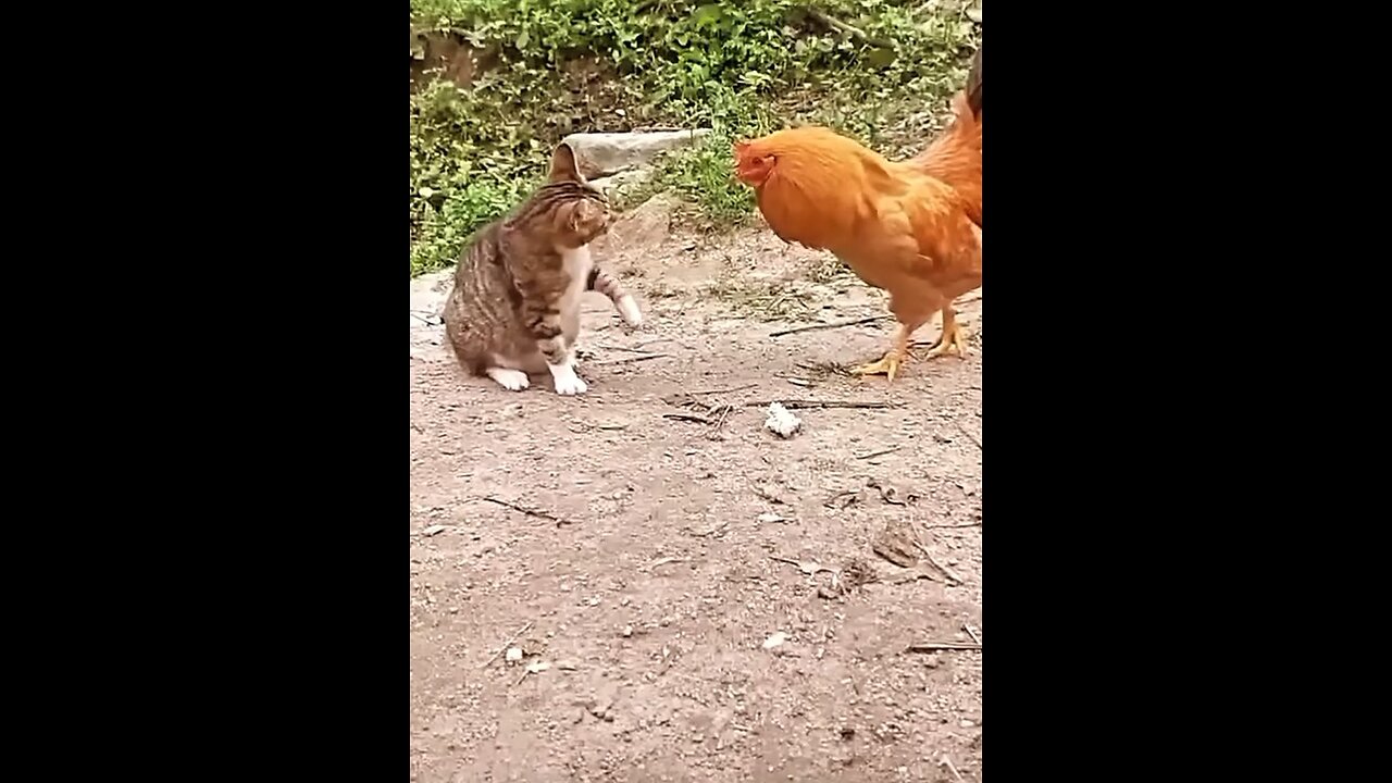 Cat vs chicken