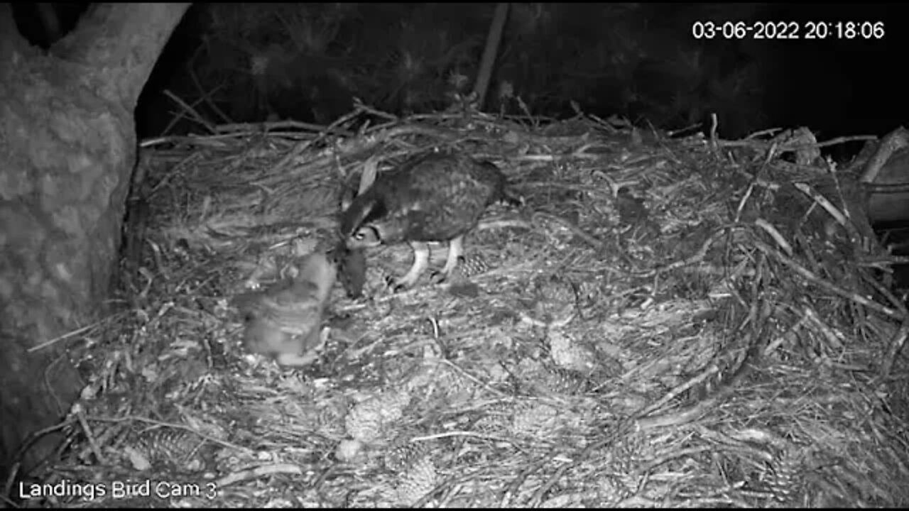 Owlet Tries to Eat Cedar Waxwing Brought By Dad 🦉 3/6/22 20:17