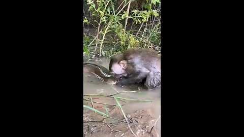 🐒funny video 🐒🐵