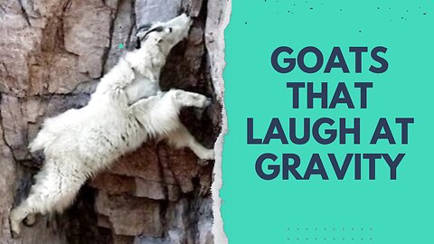 🤯Goats that Laugh at Gravity--14_000 fit