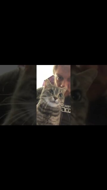 Cute cat nodding boomerang