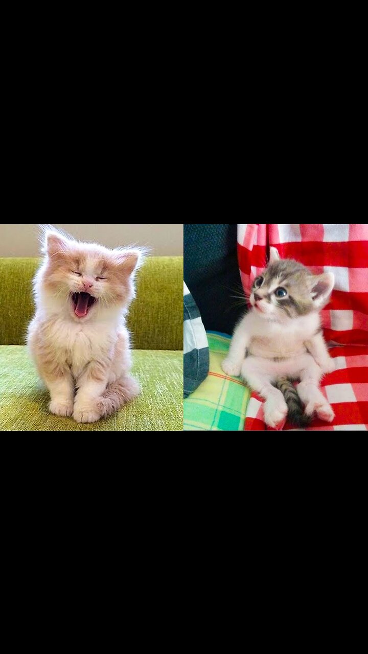 Cute And Funny Animal Videoёяшв Funniest Viral Puppy Cat Clipsёяш