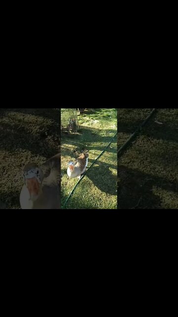 Goose wants the lettuce that I was giving to the chickens
