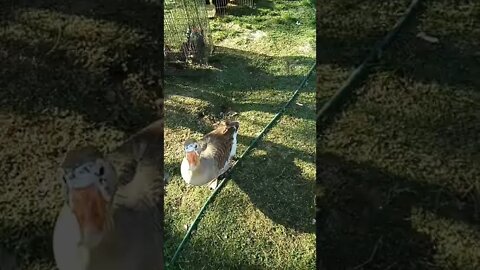 Goose wants the lettuce that I was giving to the chickens