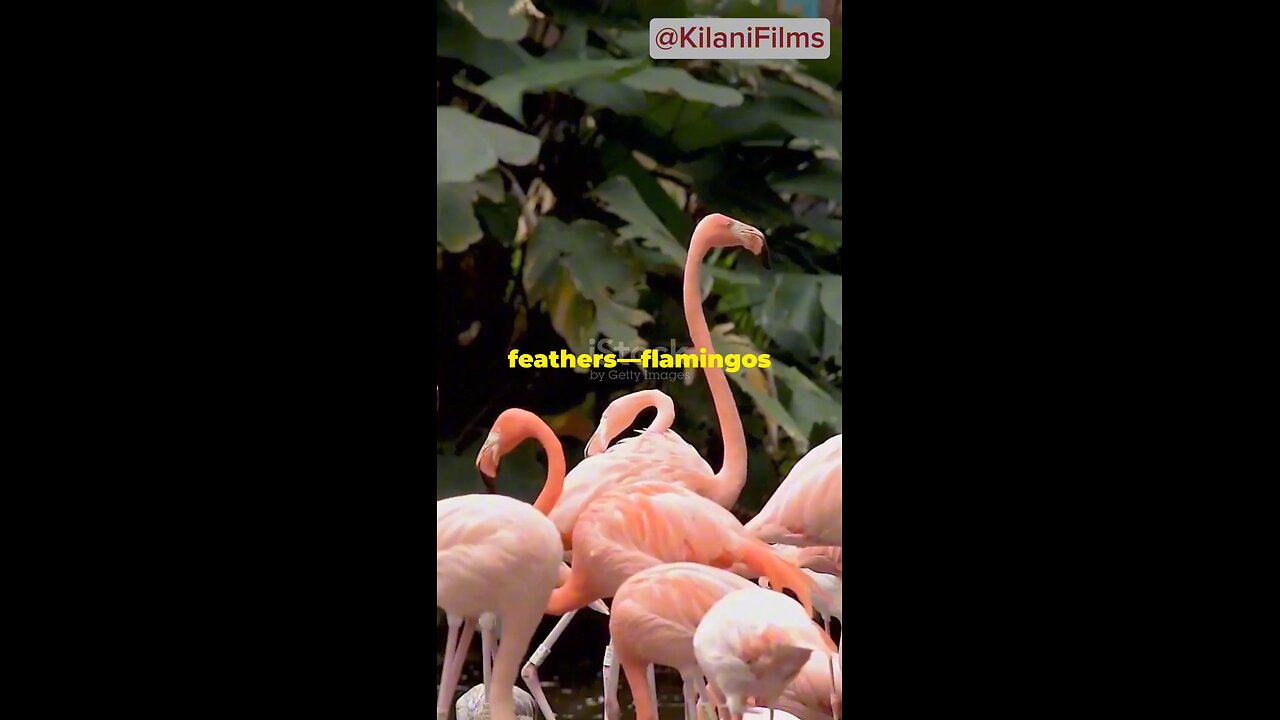 What Makes Flamingos So Fabulous?