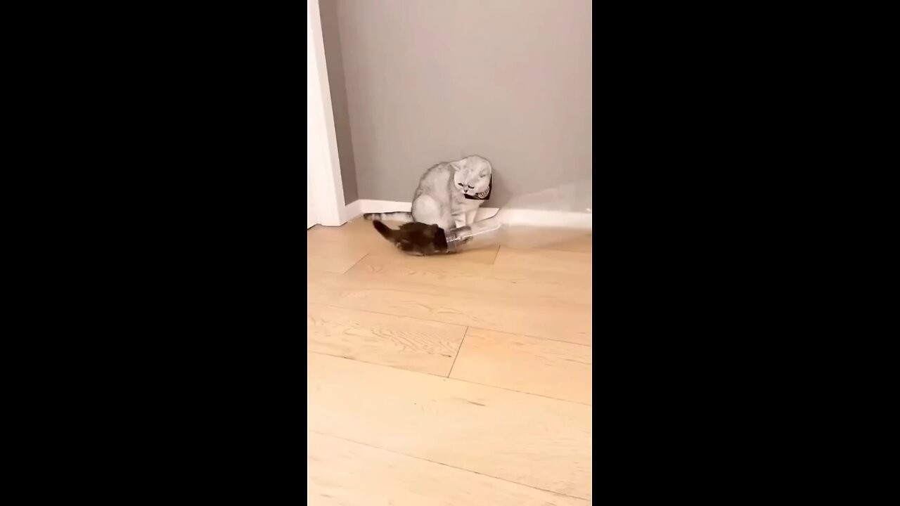 kitten in bottle 😯😯
