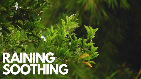 Relaxing Deep Sleep Music with Rain Soothing Sound #sleep #meditation #musicforsoul #zen #relaxmusic