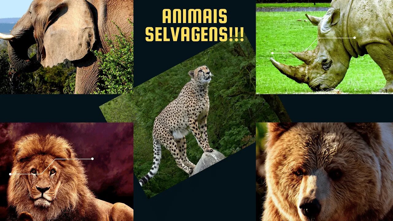 Animais Selvagens!!!