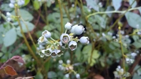 novas frutiferas mirtilo fruto do sabiá lichia jabuticabeira cajá grumixama Araçá abacate sapoti