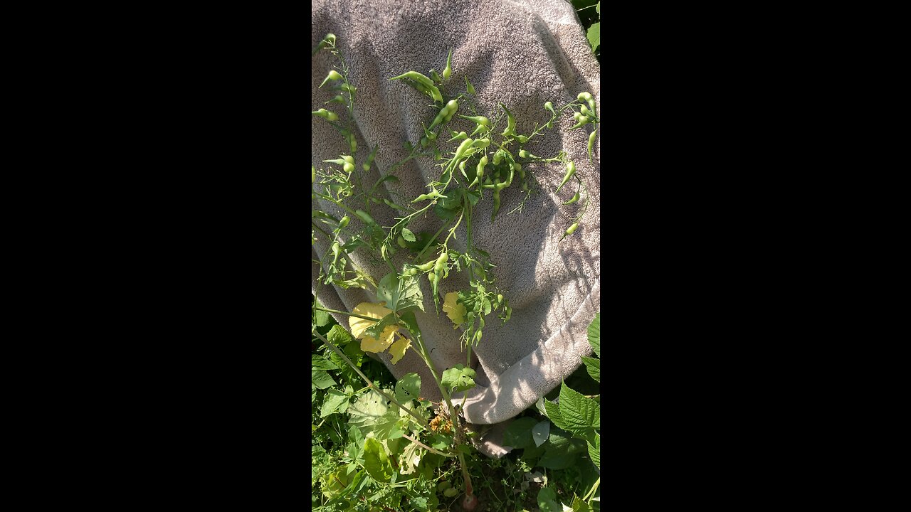 French breakfast radish plant going to seed