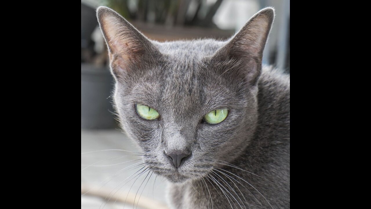 Funny cat chat