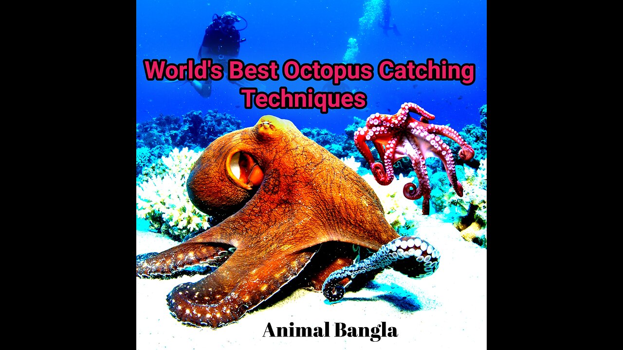 The Worlds Best Octopus Hunters