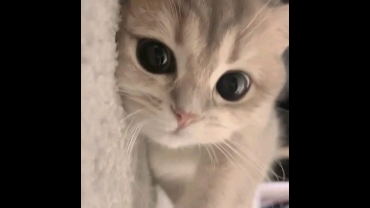 Cute cat [Whatsapp status]Funny Video