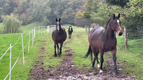 As rain fall I bring horses in before tonight’s coming storm