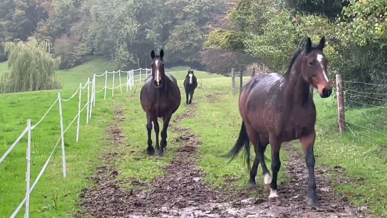 As rain fall I bring horses in before tonight’s coming storm
