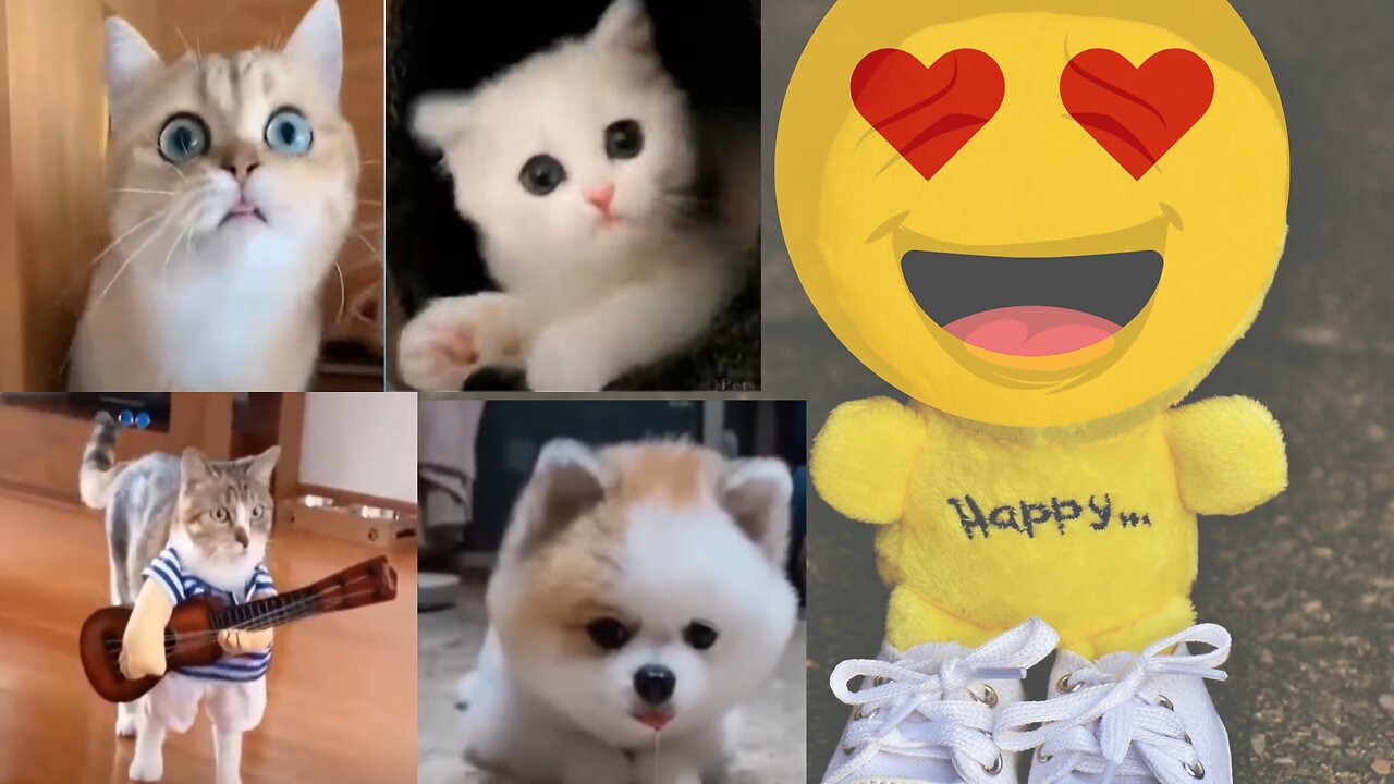 Top 2023 Funny Cat dog Videos Try Not To Laugh
