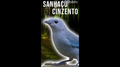 SANHAÇU CINZENTO Cantando [Tangara Sayaca] #shorts