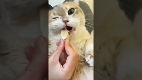 Cute Cat Video #shorts #cat #reels