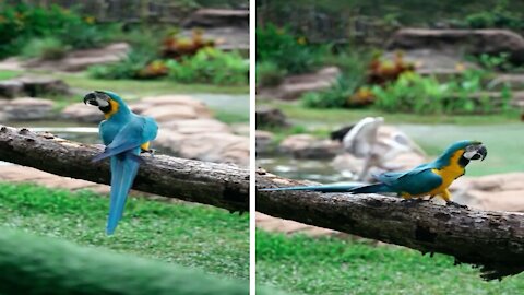 Cute and Beautiful Parrot - Funny Videos Compilation